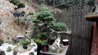bonsai en colombia Junípero San José #bonsaimedellin #bonsaiworld #bonsaitv #bonsai #bonsaicolombia