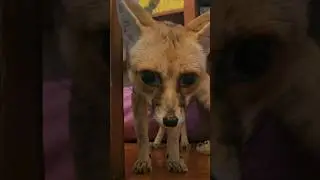 Fawzi fox ruins supper