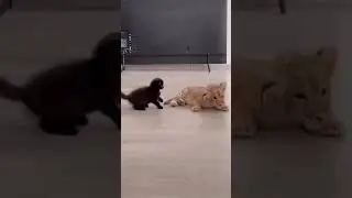 #shorts #tiktok #funny #best #cute #top #cat #animal #subscribe