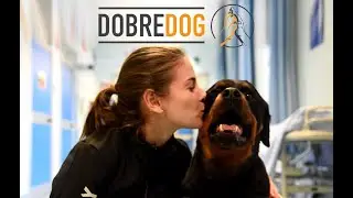 DobreDog: Interventi a 6 zampe in Crowdfunding su Eppela