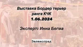 Выставка Бордер терьер ранга КЧК, 1.06.2024, г. Зеленоград