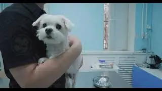 Удаление желчного у собаки