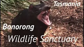 #Tasmania Bonorong Wildlife Sanctuary 2018 Australia Hobart  Mavic 2 zoom 4к