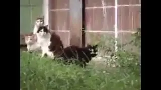 НОС К НОСУ  ПЯТЬ  КОТОВ И КРЫСА