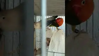 Lovebird | Hinulog #birds #africanlovebird #hobby #opaline #pets #youtubeshorts #shorts #ytshort