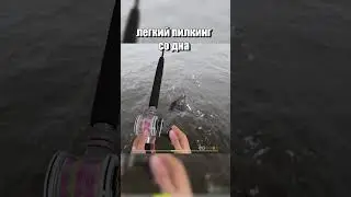 Трофейная зубатка. Норвежское море 