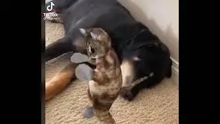 see how Well a cat dances