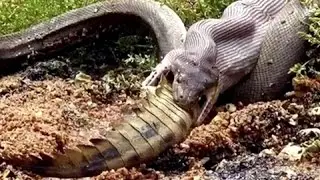 Increíble Anaconda Caza y Traga a Cocodrilo Gigante