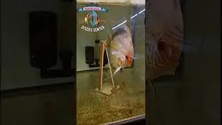 Крест Голд Альбино и Батерфляй! 👍