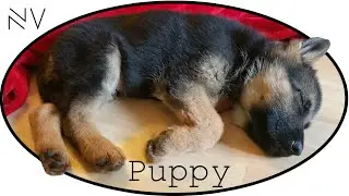 I Got A German Shepherd Puppy! | NerdVlog