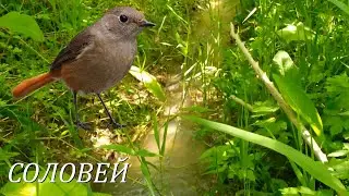 Как поёт соловей в начале лета. Чистый ручей в городе Октябрьск