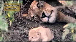 Look lion cubs Playing with mother || #wild of Kiratoon Wild ||@KiratoonWildStory