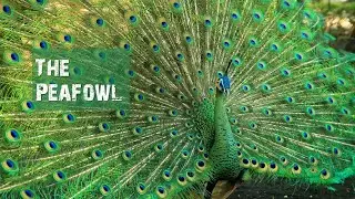 Peafowls
