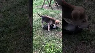 Русская гончая