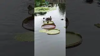 Cutest little ducklings 🐥 #animals #nature #naturelovers #duck #ducks #ducksswimminginpond #shorts