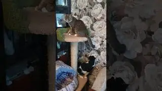 Плюша и Митька.