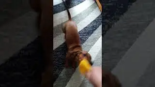 Наша Боня.