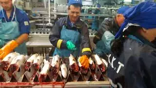 Как работает рыбный цех на Камчатке