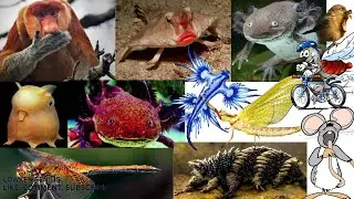 Top 10 animals with shortest lives in the world