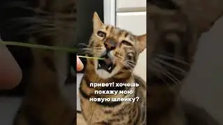 #бенгал #бенгальскаякошка #кот