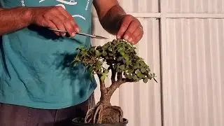 Jade Bonsai, root over rock, Aussie Bonsai Bloke