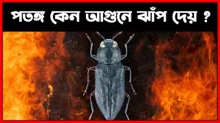 পতঙ্গ কেন আগুনে ঝাঁপ দেয় ?