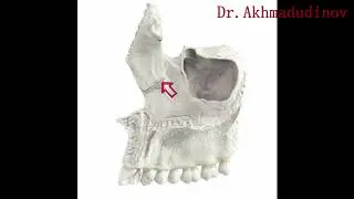 Верхняя челюсть maxilla Ахмадудинов А.М.
