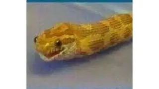 snek meme's to brighten your day 🐍