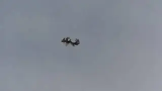 СВГ Голуби,молодые рябыши юг балка подпрыгухи