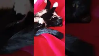 #murka
