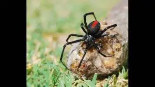 black widow spider