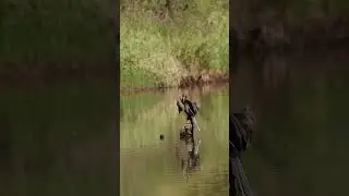 African Darter.