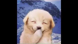 Лучшие ТикТоки Карины Шпак