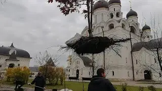 Посадка крупномера-Дуба красного. 16 октября 2021г.