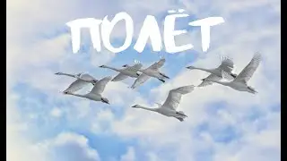 Замедленный полёт птиц. Красивые съёмки.