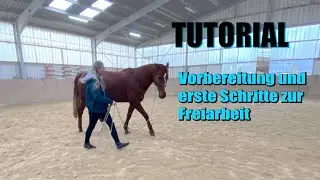 TUTORIAL | Vorbereitung und erste Schritte der Freiarbeit - So bleibt dein Pferd bei Dir