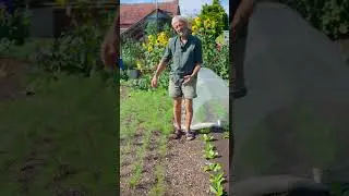 Quick hoops for cloches