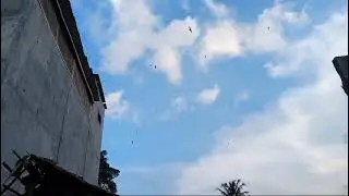 6 ons sudah sarang walet nya suara bang pacul edisi ramadhan mau di bagikan?
