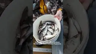 Осётр в Чёрном море.