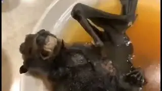 Yarasa çorbası mecalim yok