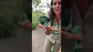 Top 5 Unusual National Animals