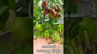 ТОМАТ Атомный виноград Бреда