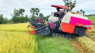 Very good rice harvester