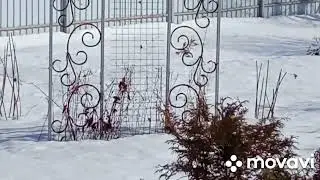ЦАРСКАЯ ОПОРА под клематисы !#любимаядача #любимаядача