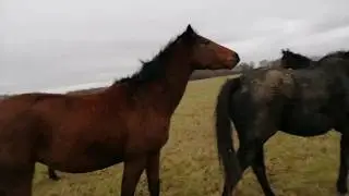 В гости к лошадям// уаз застрял// Дт75 разулся