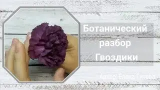МК Гвоздика своими руками / Ботанический разбор Гвоздики