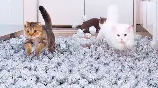 What Can't Cats Walk On? #34
