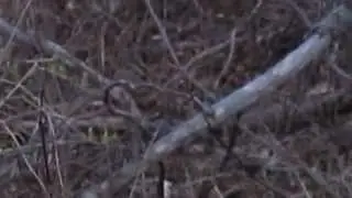 Woodcock with chicks