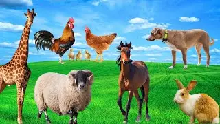 Animal Playtime - Sheep, Cow, Rabbit, Dog, Giraffe - Animal Adventures