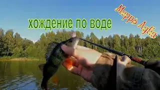 #mepps_aglia С Mepps Aglia ПО ЖАБОВНИКУ В ЗАБРОДАХ.